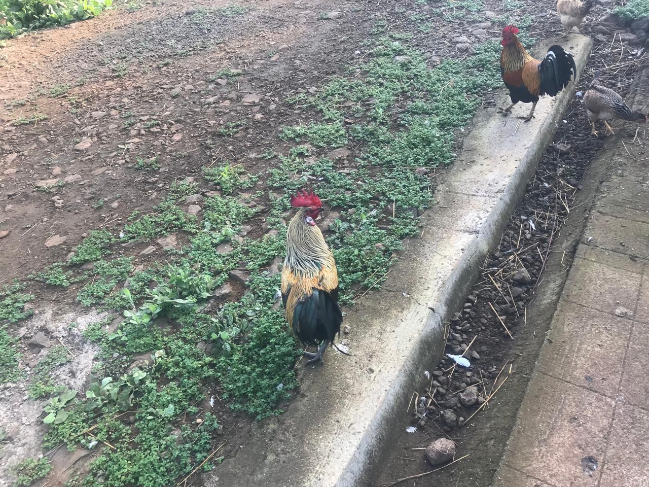 Goats and Poultry raising